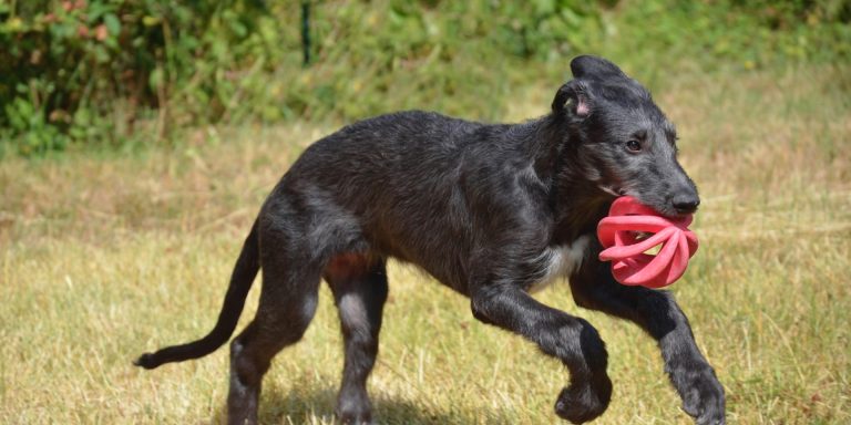 Comment choisir un chien adapté à votre mode de vie